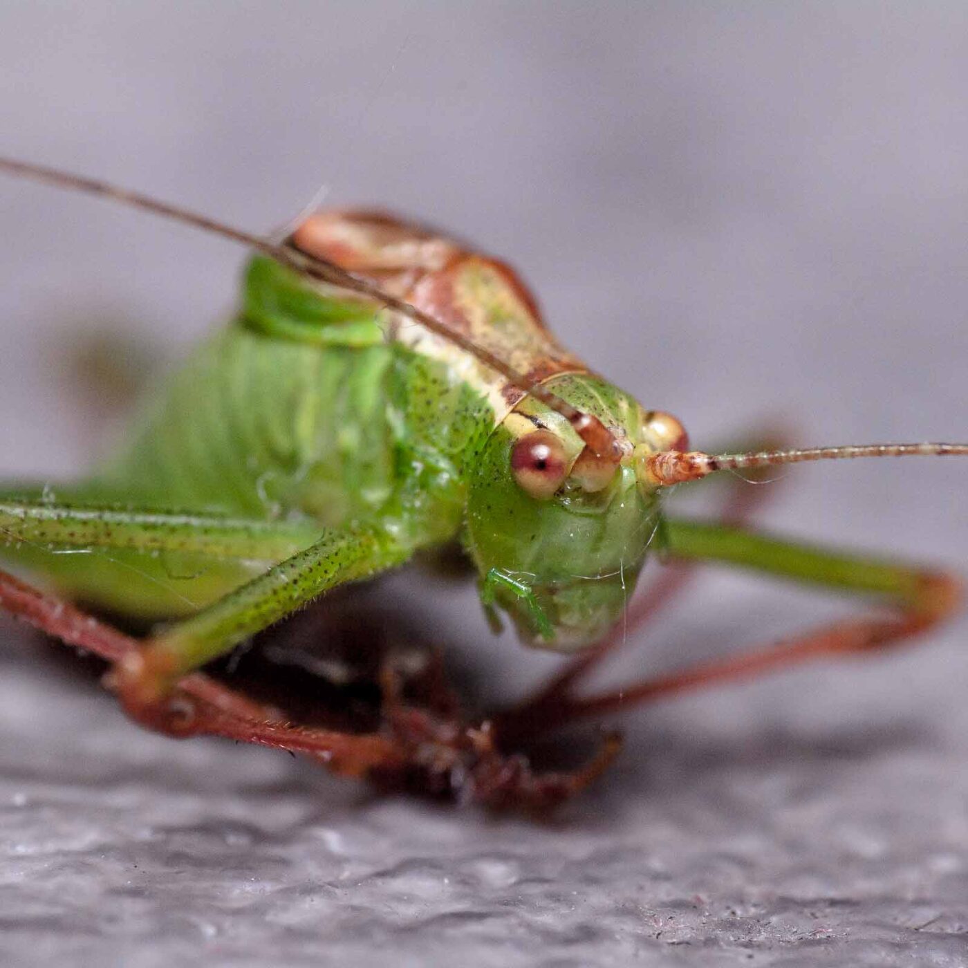 2019-07-29 - Residenzia - HolyHalla - Flüchtlinge
