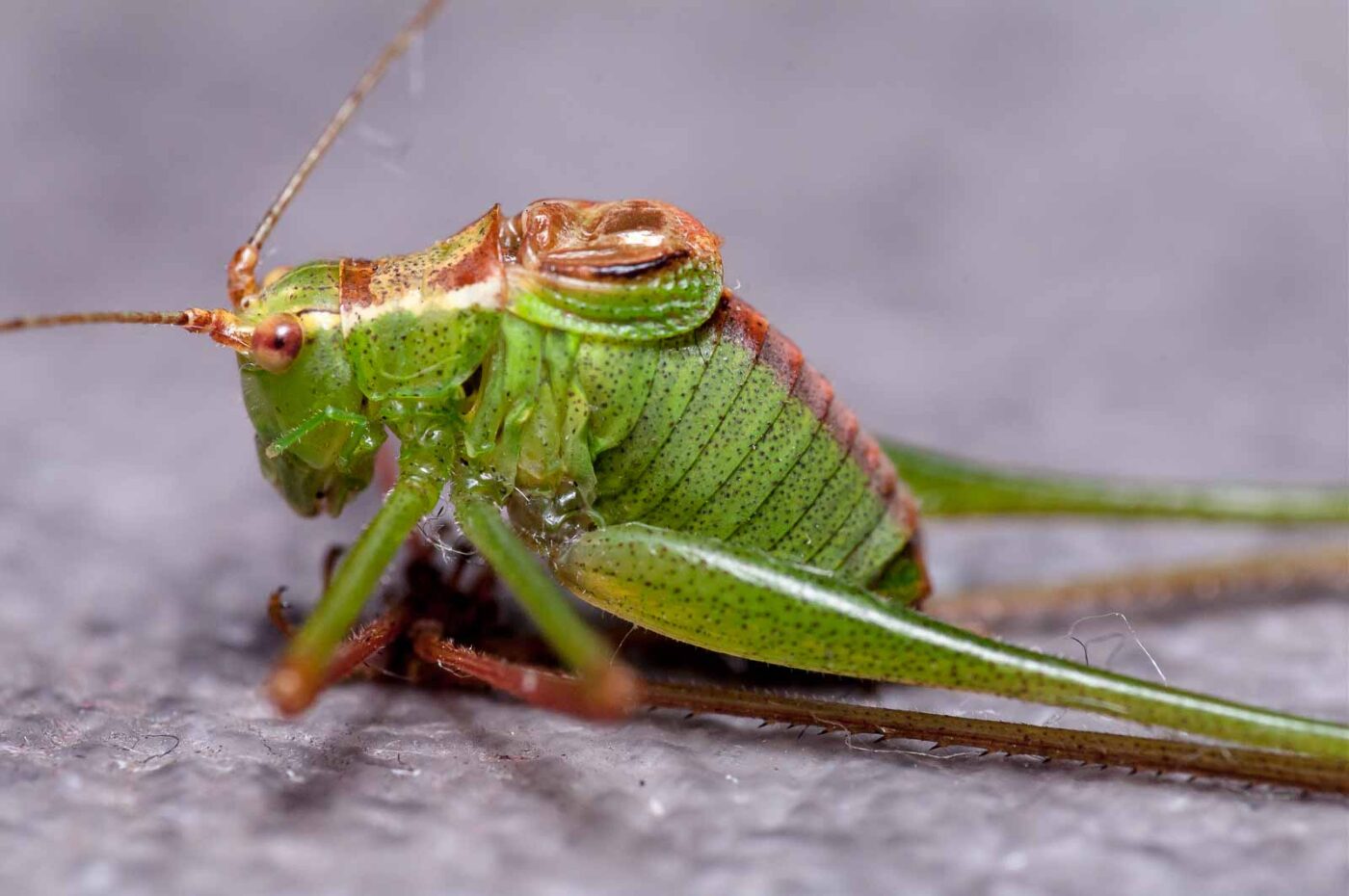 2019-07-29 - Residenzia - HolyHalla - Flüchtlinge
