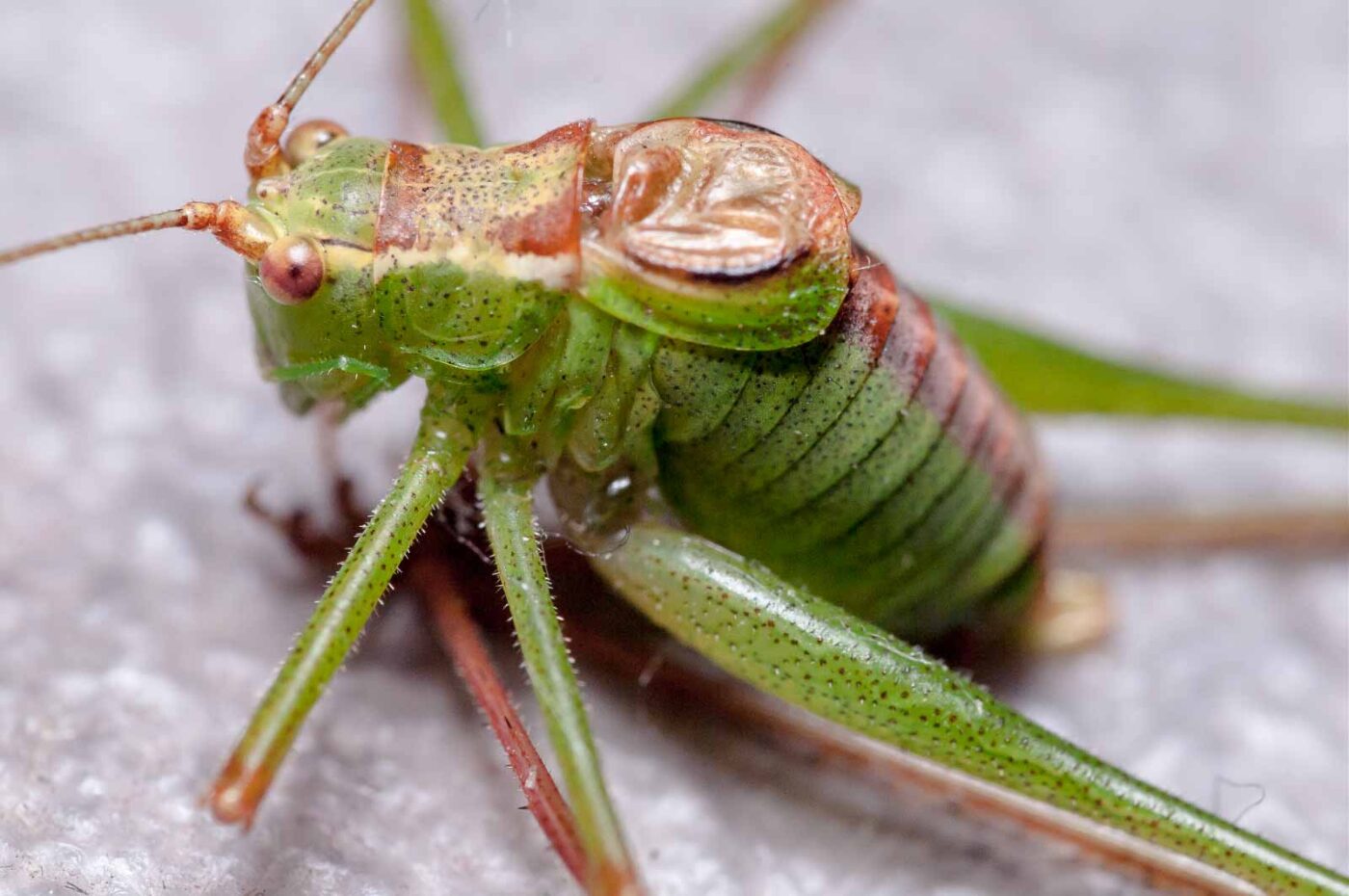 2019-07-29 - Residenzia - HolyHalla - Flüchtlinge