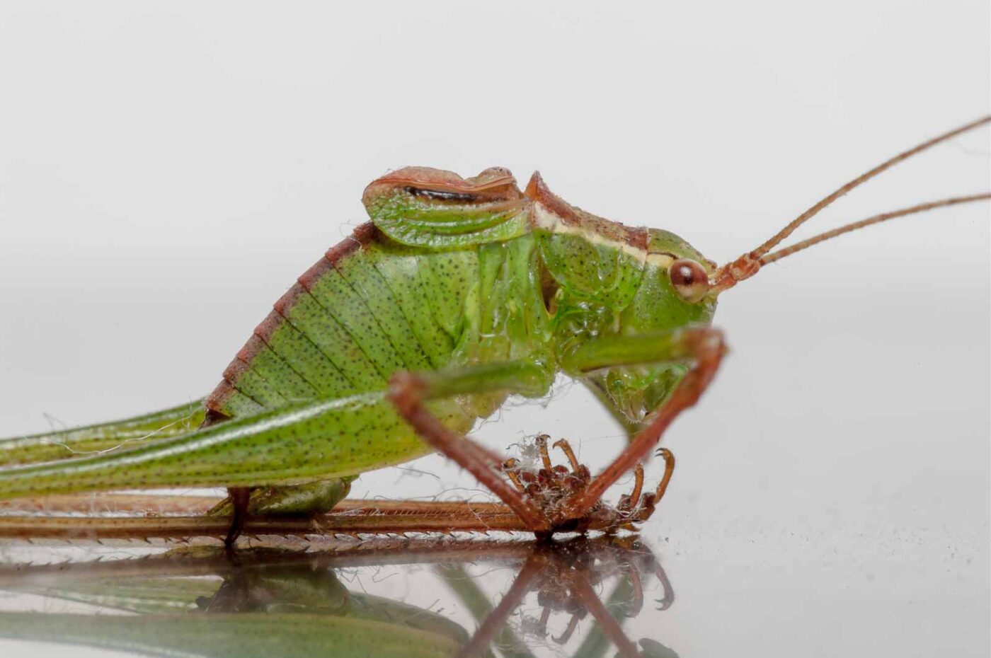 2019-07-29 - Residenzia - HolyHalla - Flüchtlinge