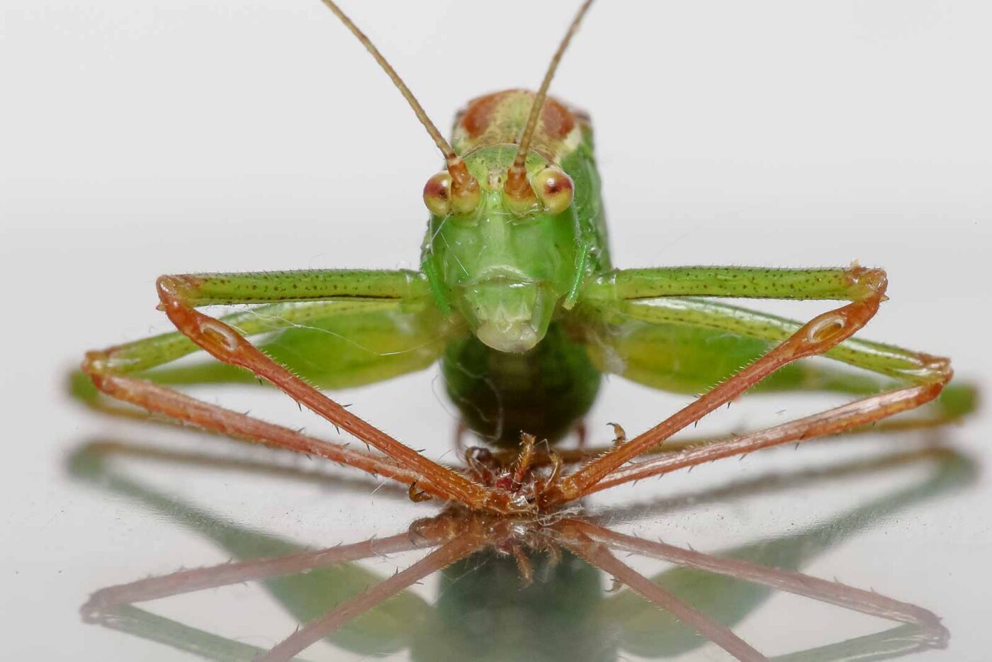 2019-07-29 - Residenzia - HolyHalla - Flüchtlinge