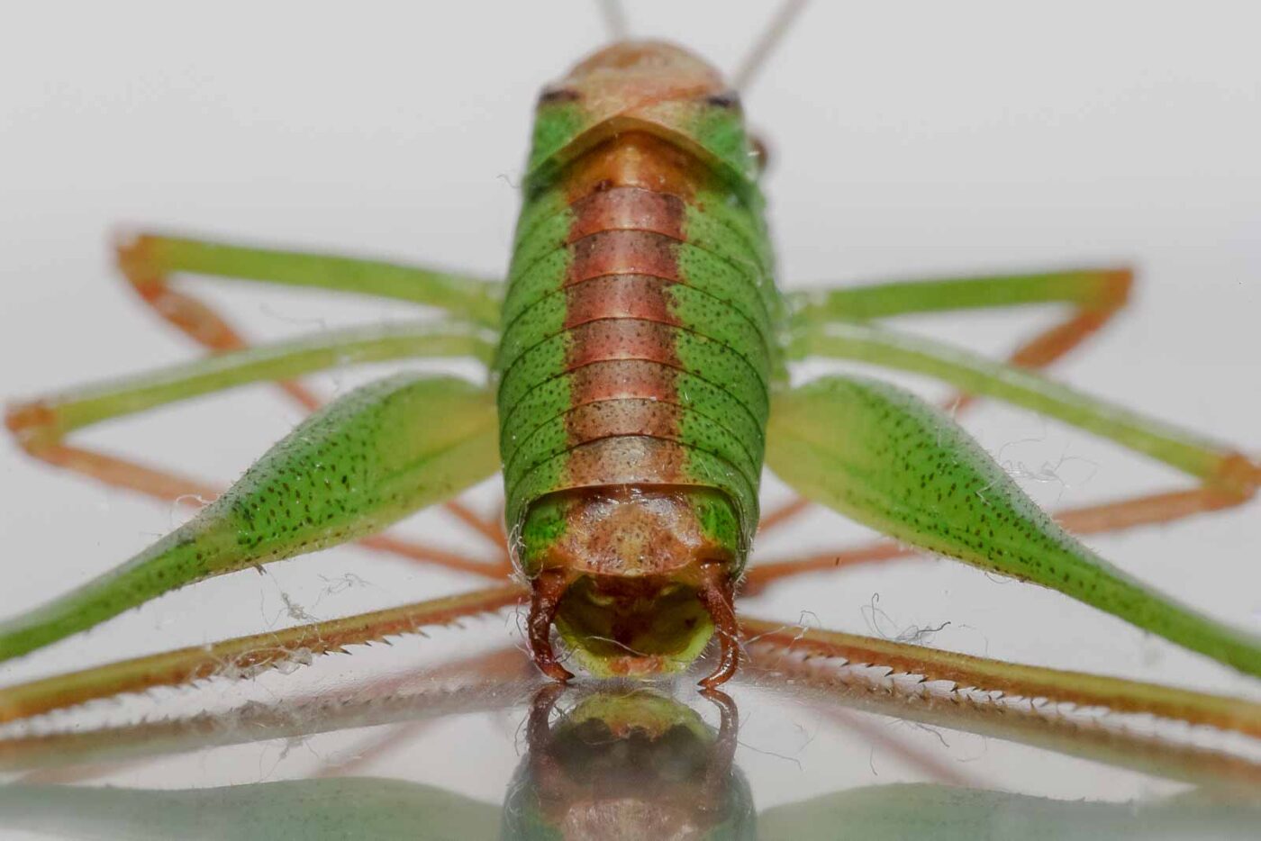 2019-07-29 - Residenzia - HolyHalla - Flüchtlinge