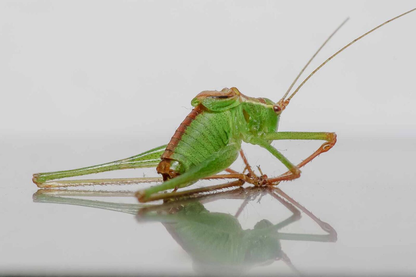 2019-07-29 - Residenzia - HolyHalla - Flüchtlinge