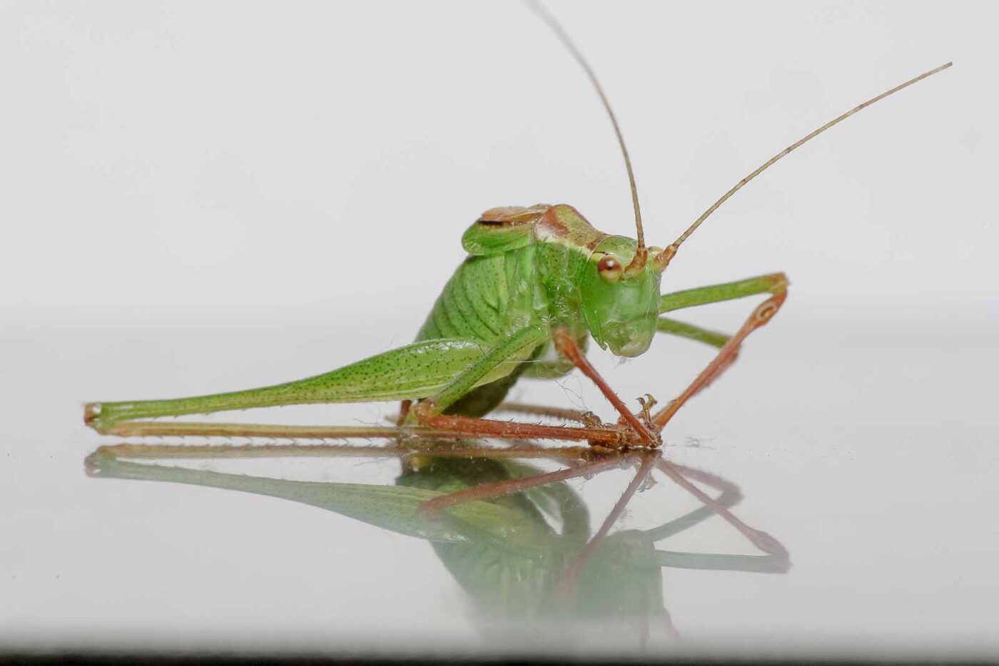 2019-07-29 - Residenzia - HolyHalla - Flüchtlinge