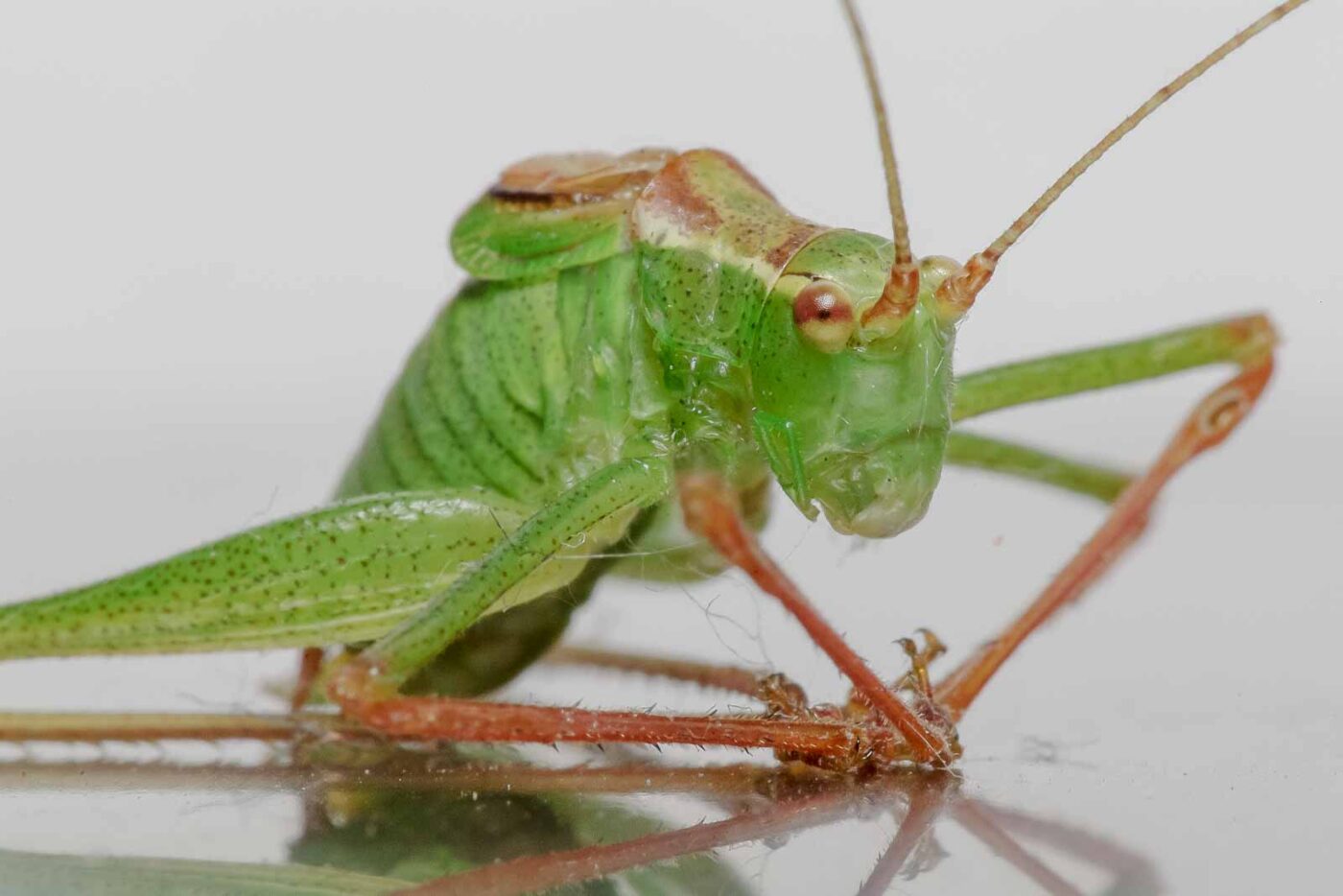 2019-07-29 - Residenzia - HolyHalla - Flüchtlinge