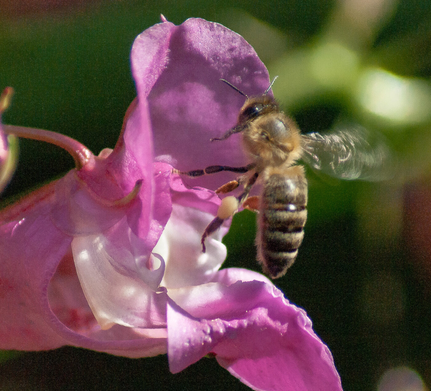 2016-08-24 - NSG Langeloh