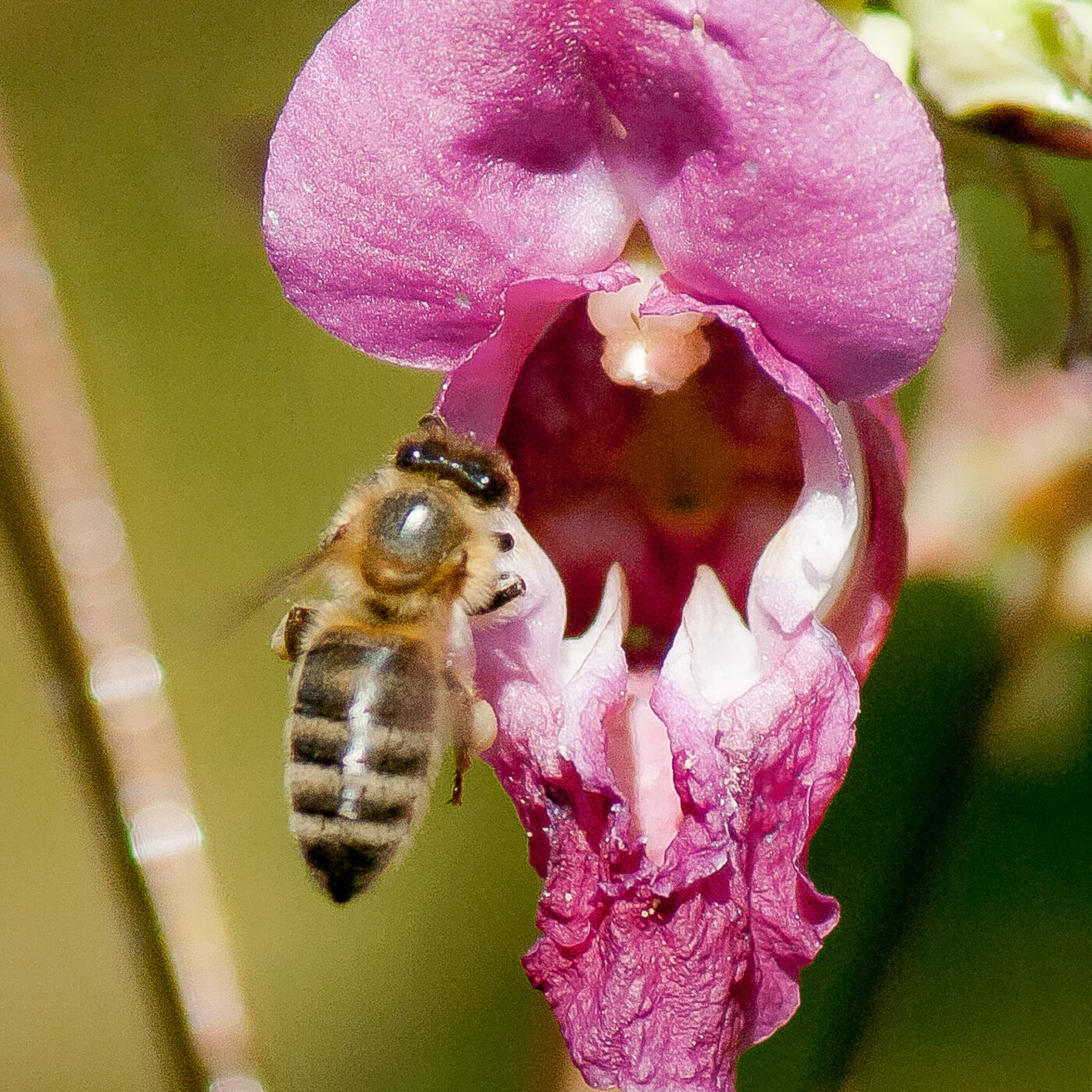 2016-08-24 - NSG Langeloh