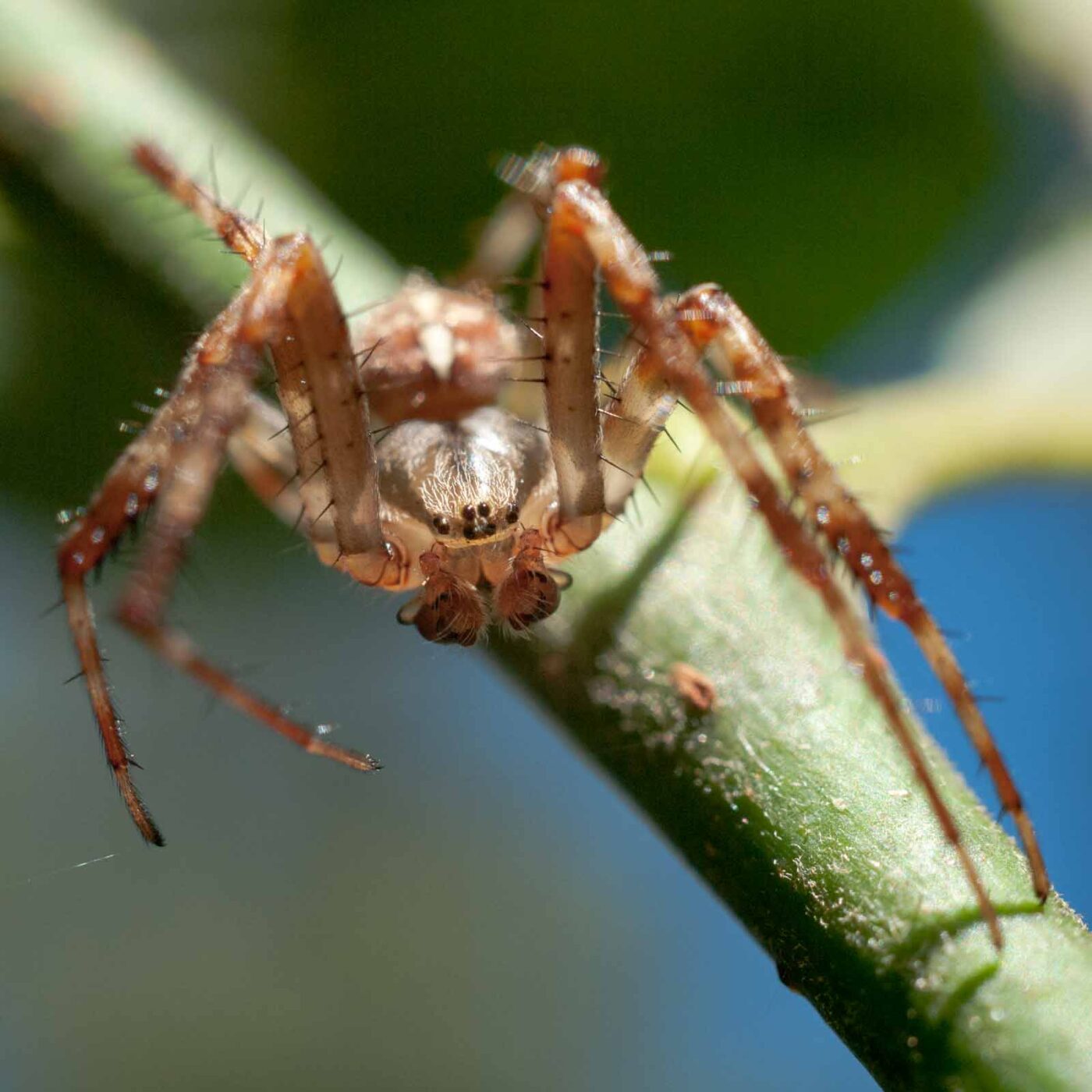 2016-08-24 - NSG Langeloh