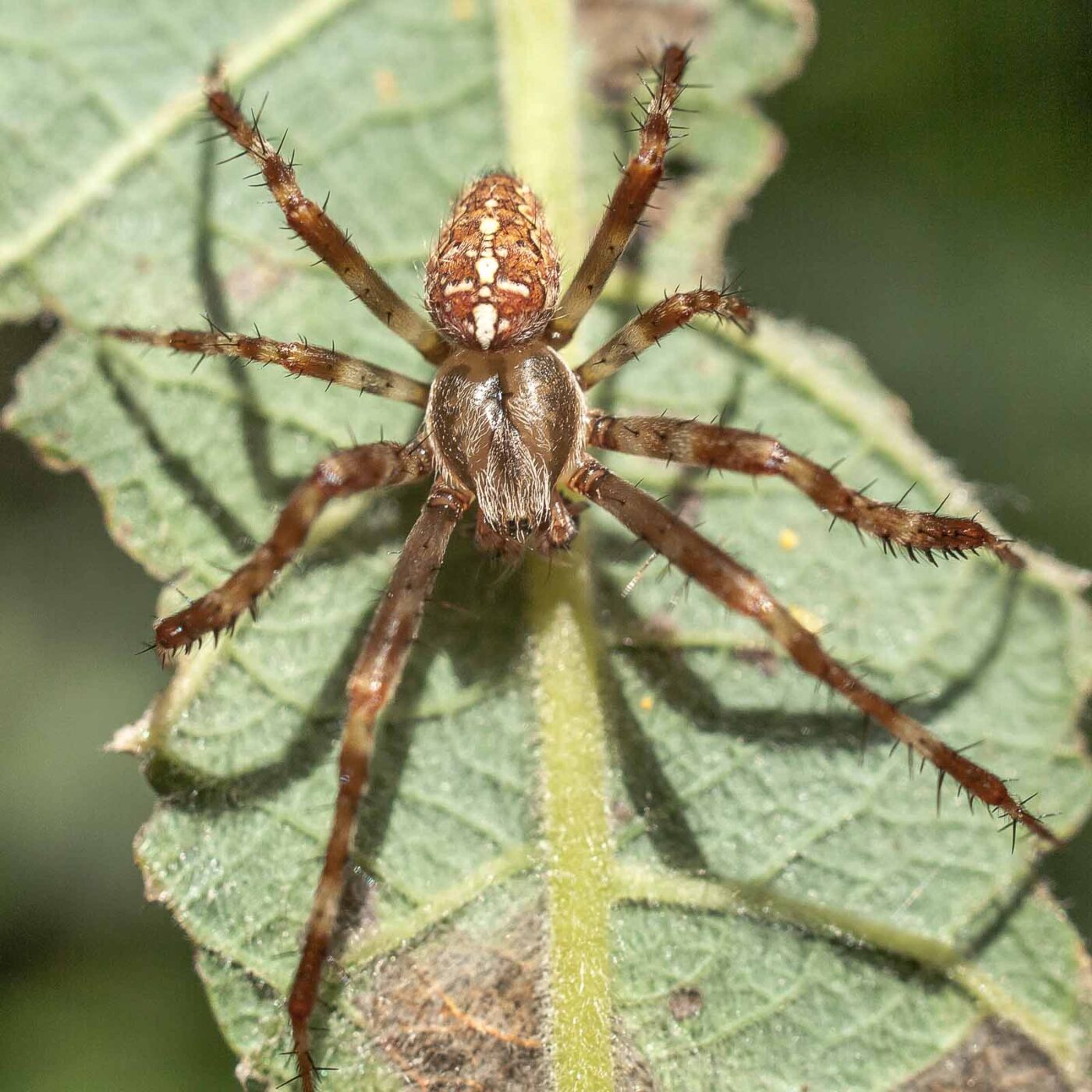 2016-08-24 - NSG Langeloh