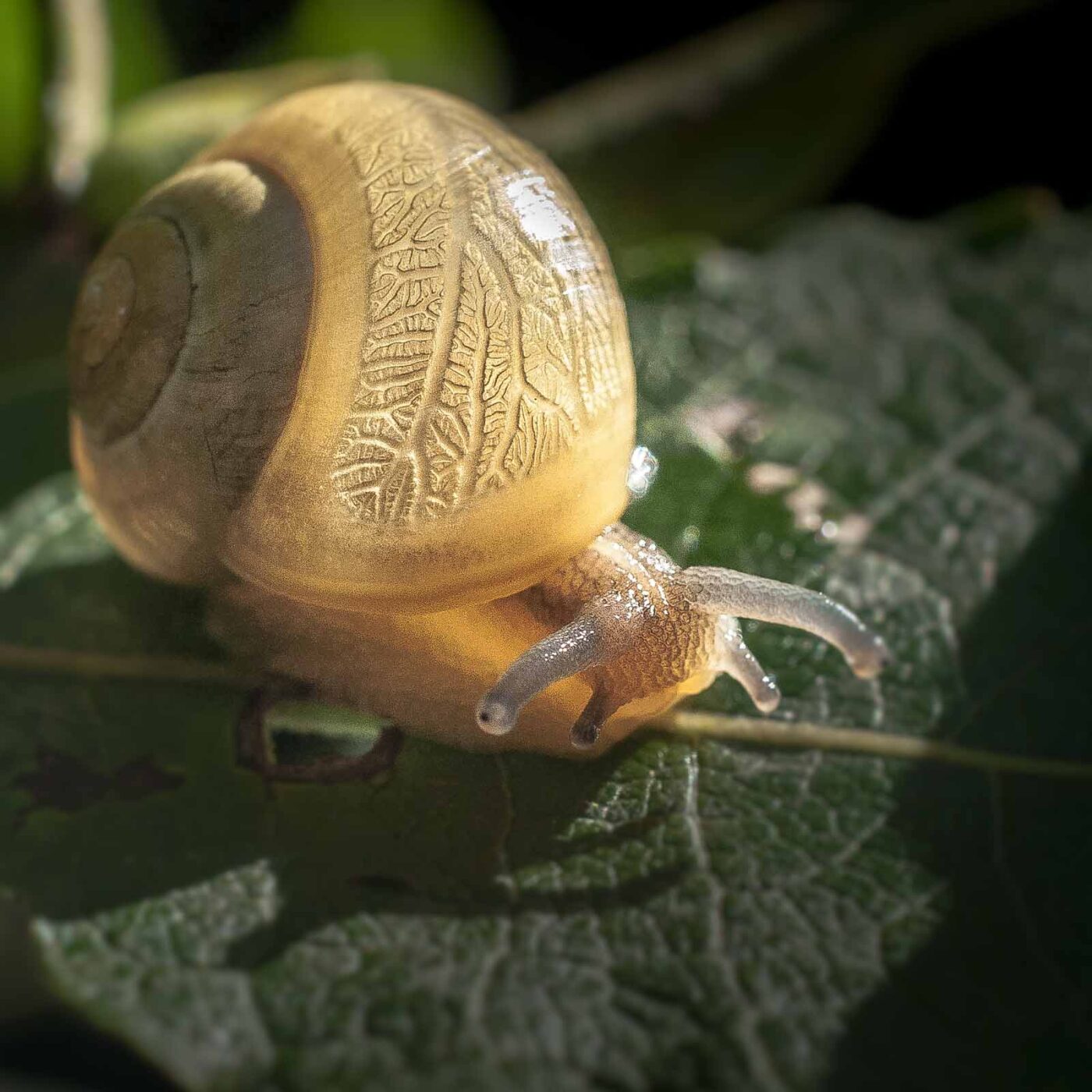 2016-08-24 - NSG Langeloh