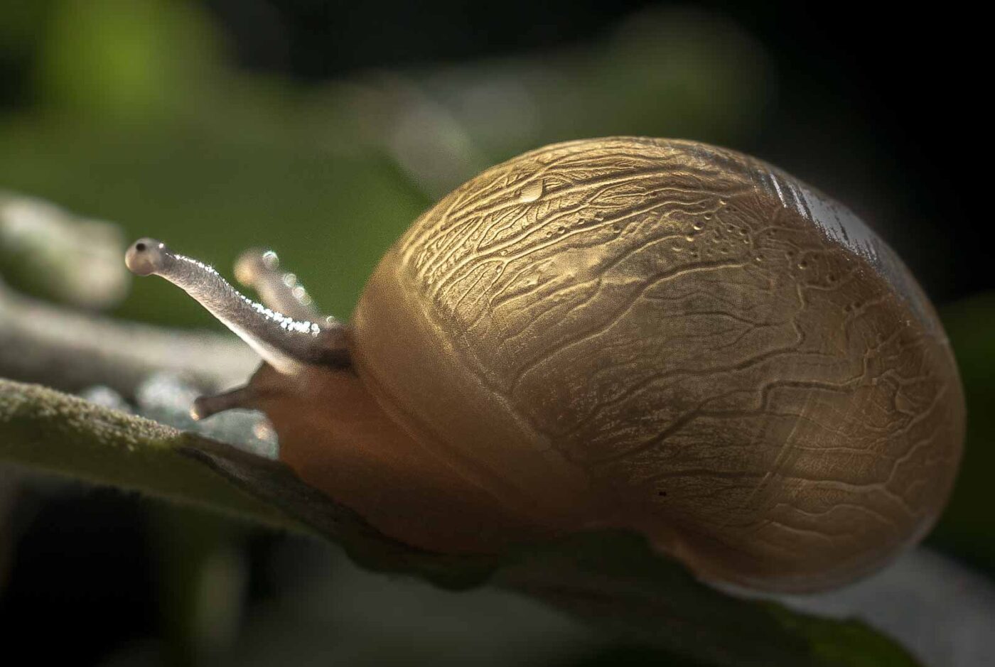 2016-08-24 - NSG Langeloh