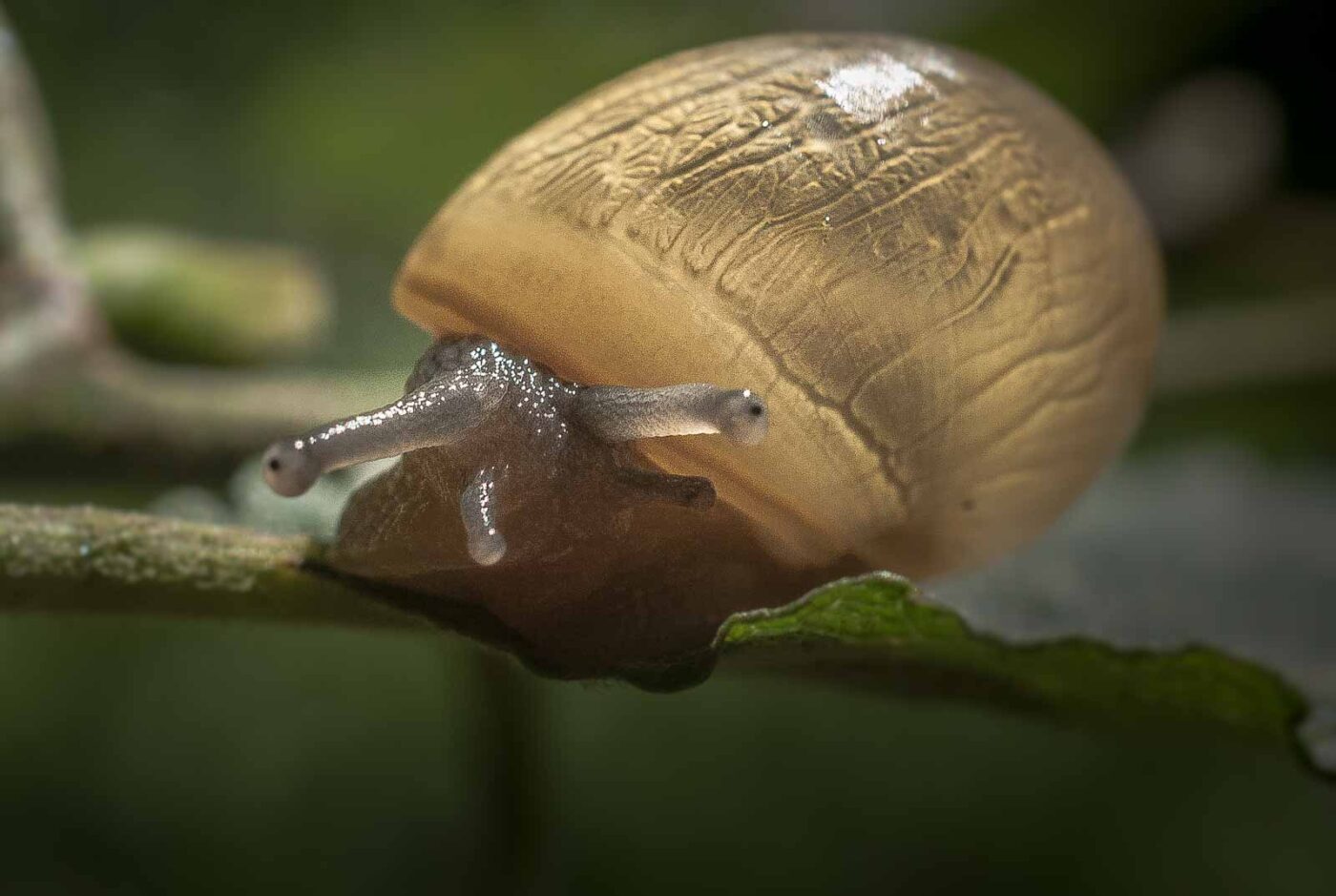 2016-08-24 - NSG Langeloh