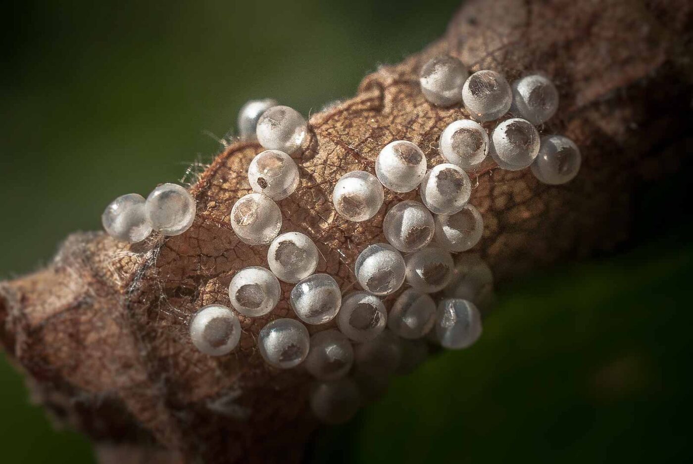 2016-08-24 - NSG Langeloh