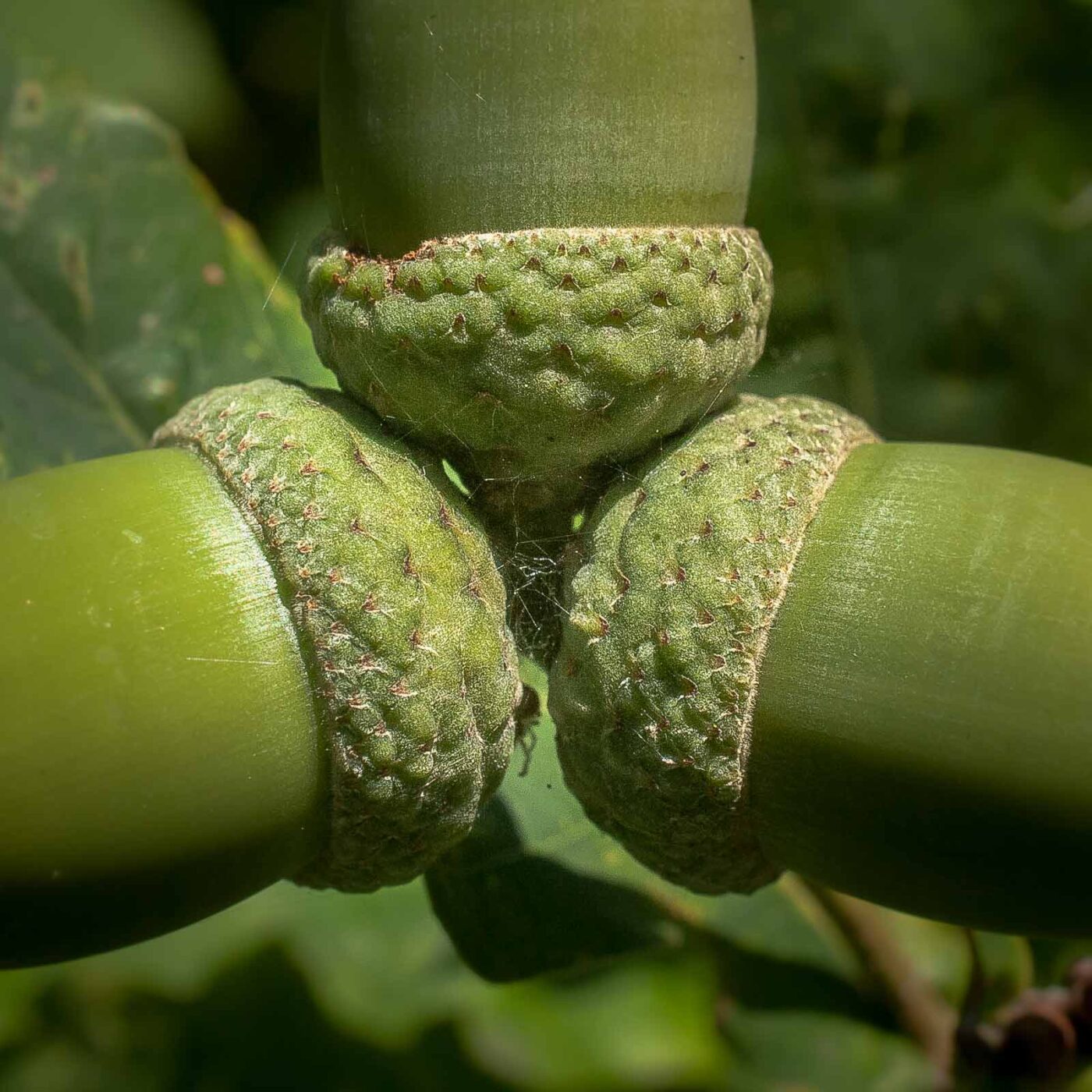 2016-08-24 - NSG Langeloh