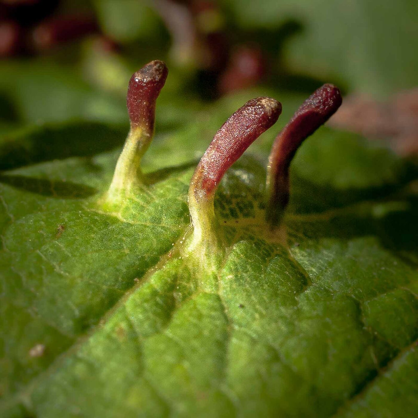 2016-08-24 - NSG Langeloh