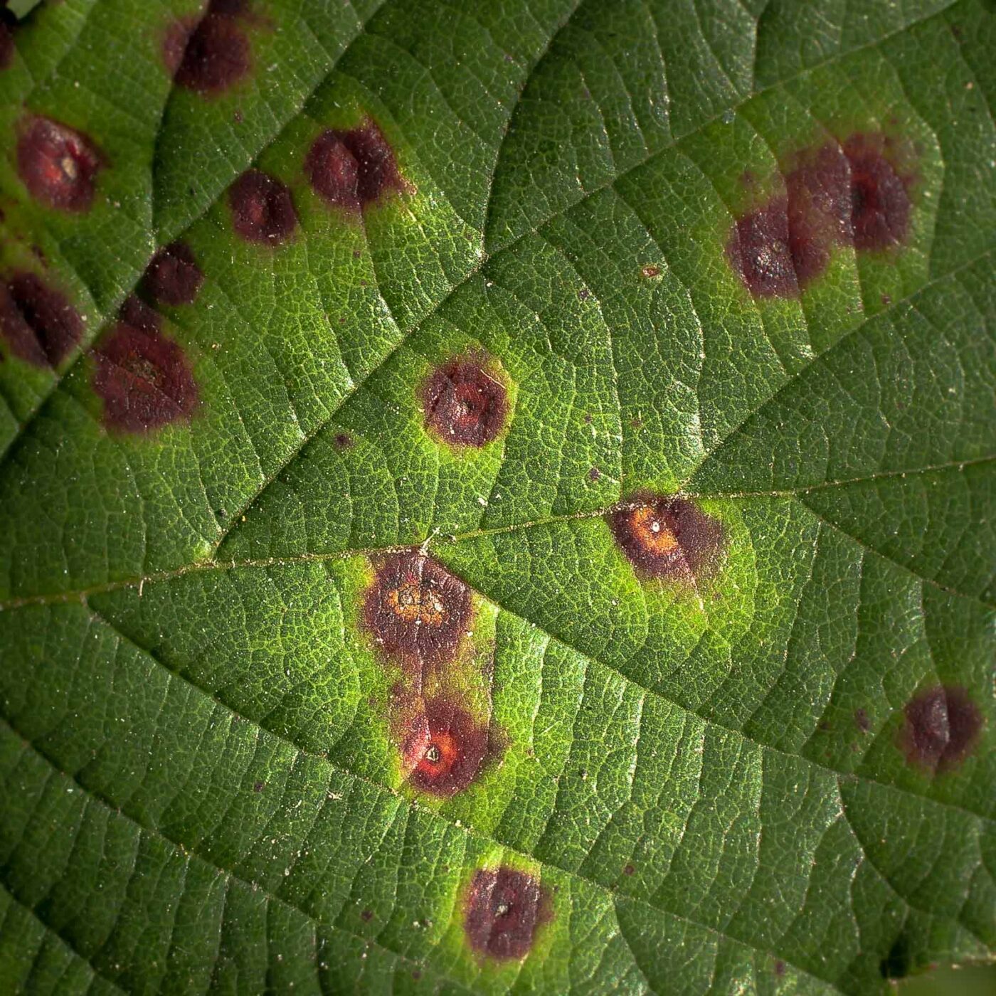 2016-08-24 - NSG Langeloh