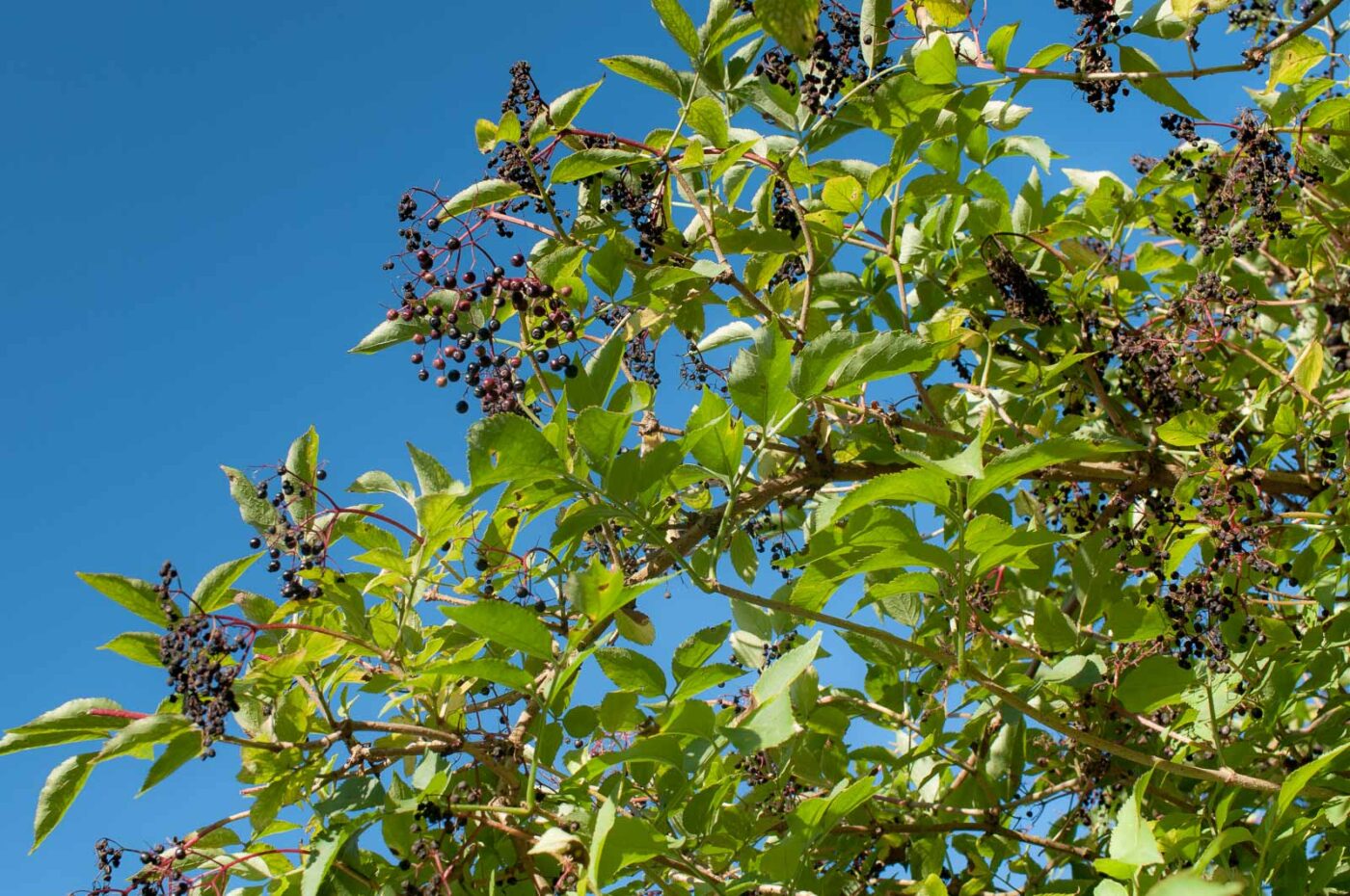 2016-08-24 - NSG Langeloh