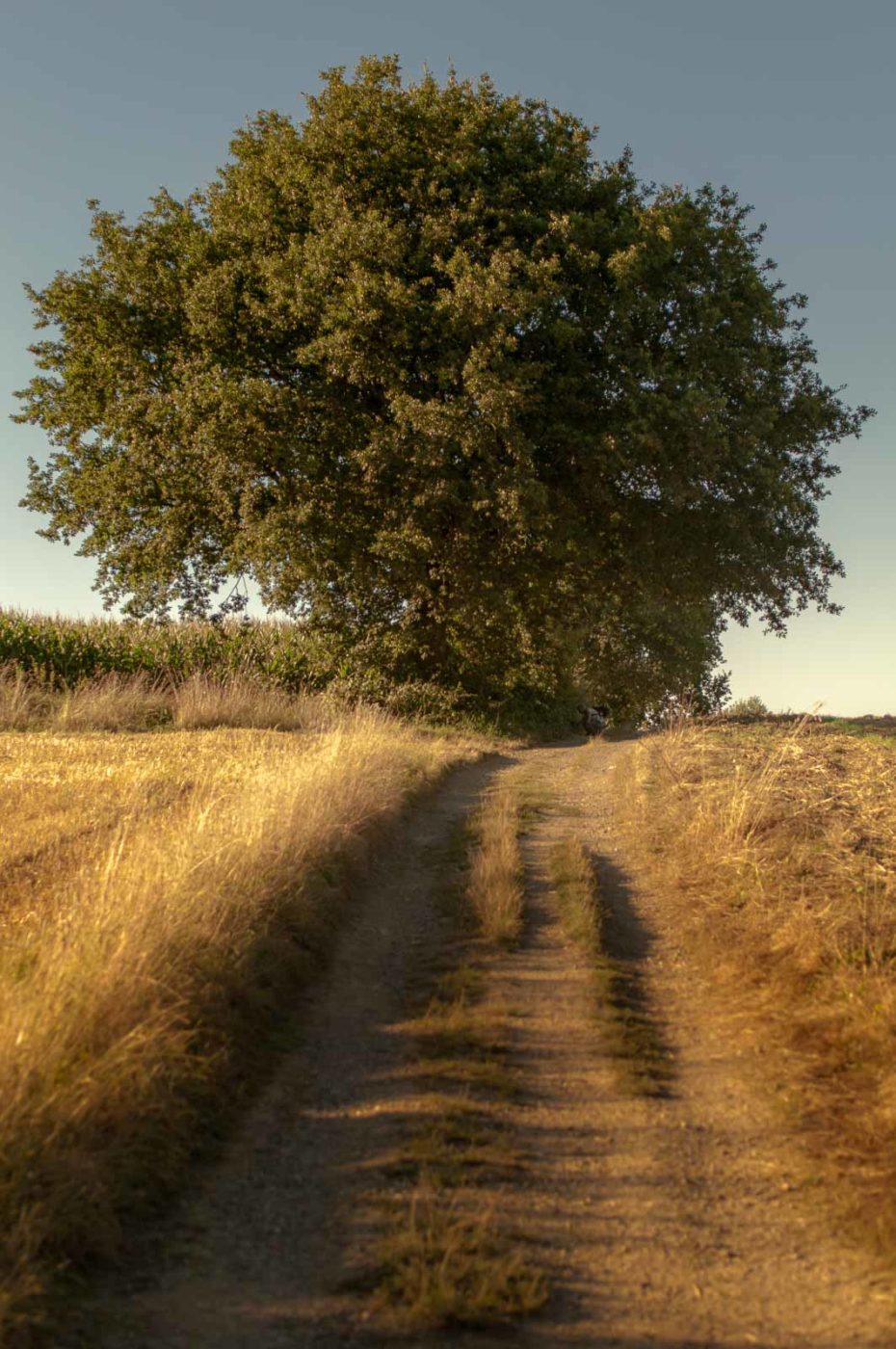 2016-08-24 - NSG Langeloh