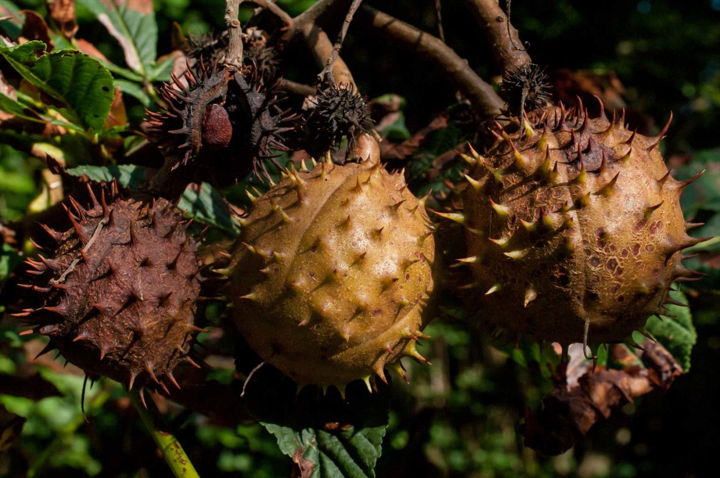 2016-08-28 - LSG Vossnacken Herne