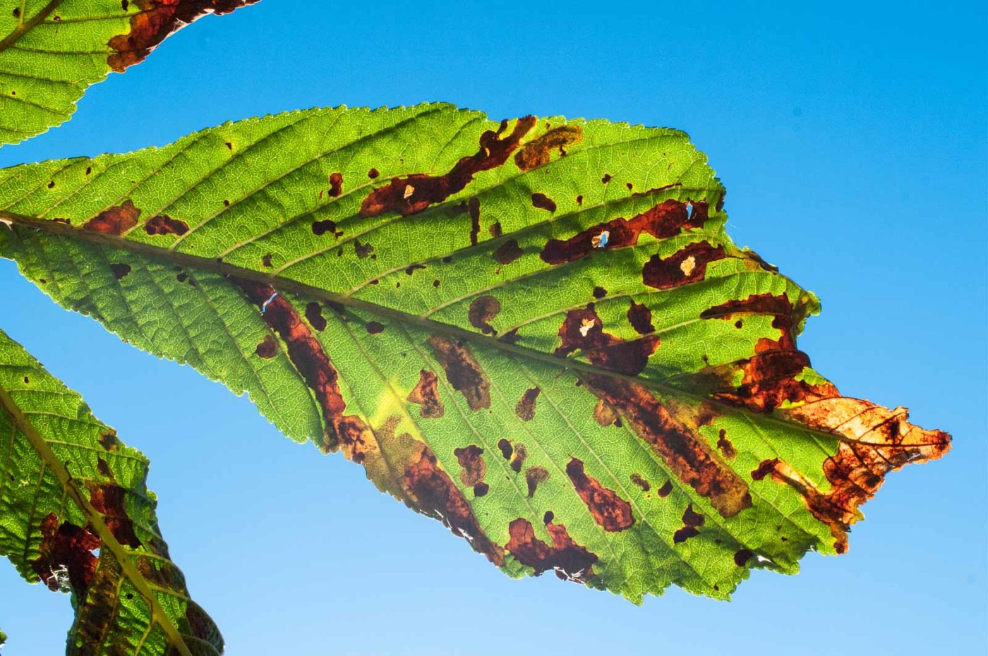 2016-08-28 - LSG Vossnacken Herne