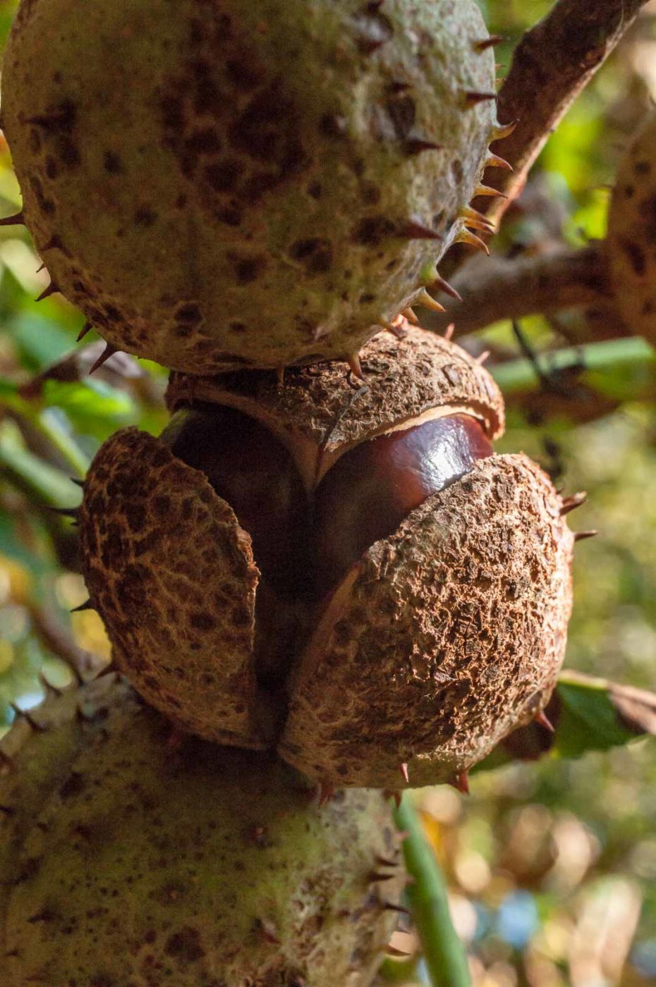 2016-08-28 - LSG Vossnacken Herne