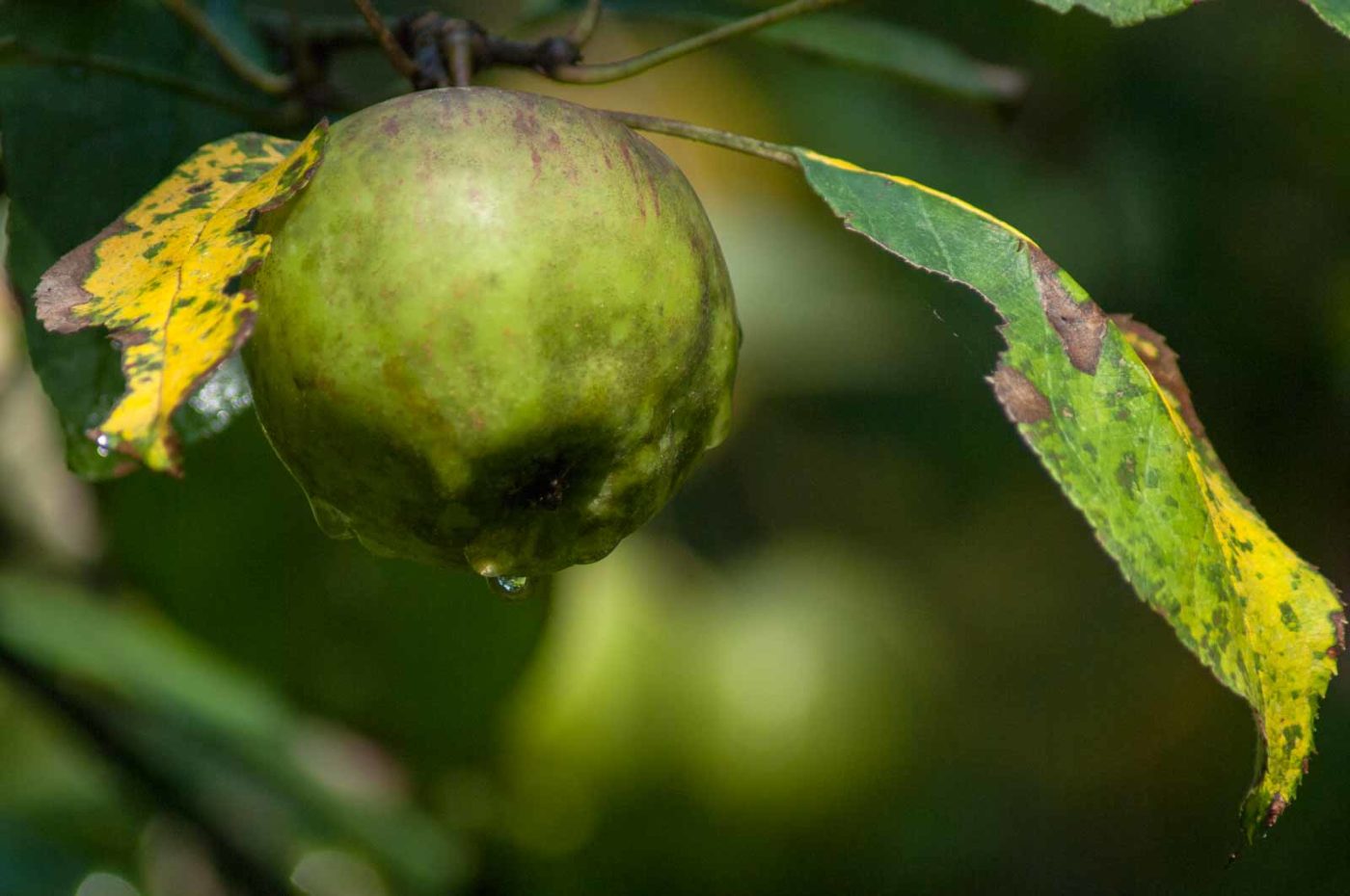 2016-08-28 - LSG Vossnacken Herne