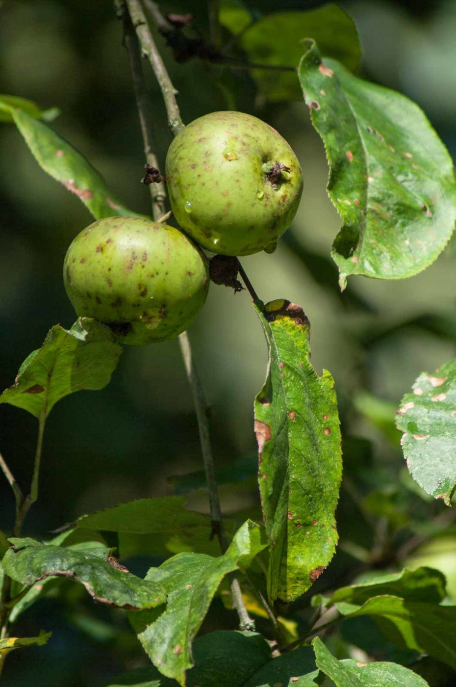 2016-08-28 - LSG Vossnacken Herne