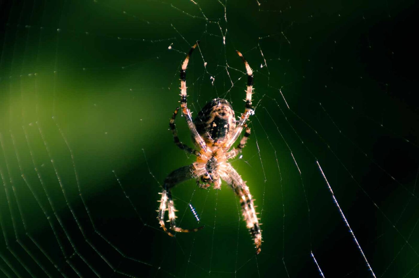 2016-08-28 - LSG Vossnacken Herne