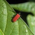 2016-08-28 - LSG Vossnacken Herne