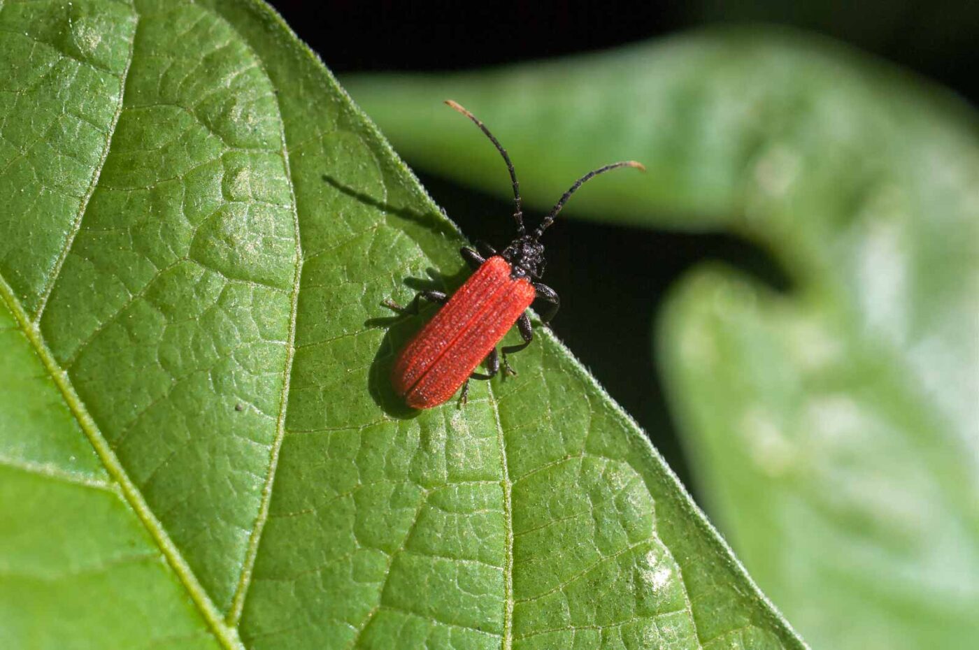 2016-08-28 - LSG Vossnacken Herne