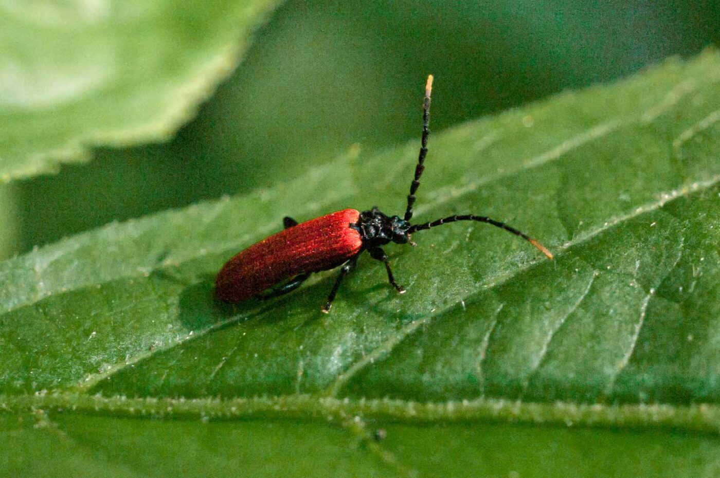 2016-08-28 - LSG Vossnacken Herne