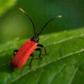 2016-08-28 - LSG Vossnacken Herne