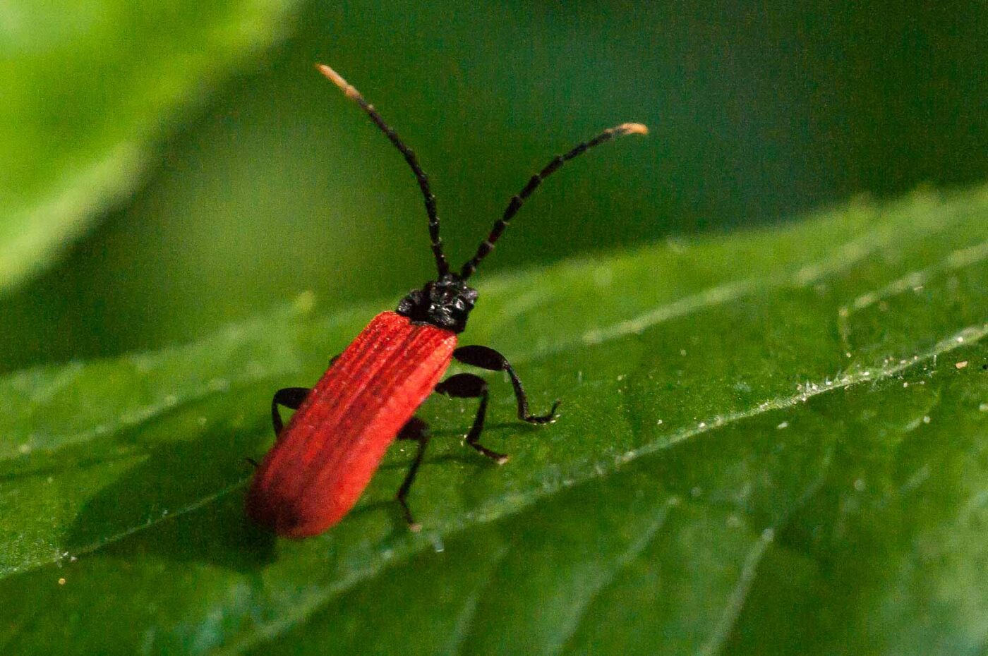 2016-08-28 - LSG Vossnacken Herne