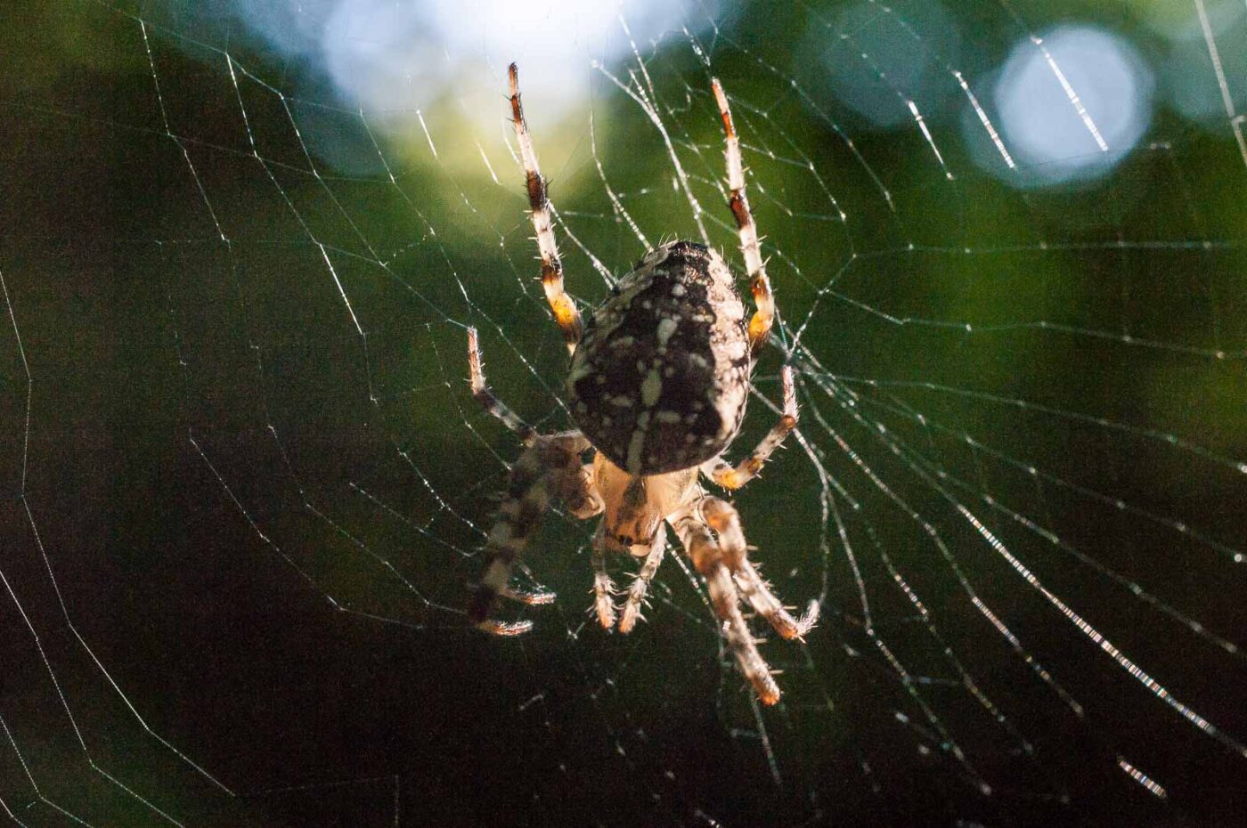 2016-08-28 - LSG Vossnacken Herne