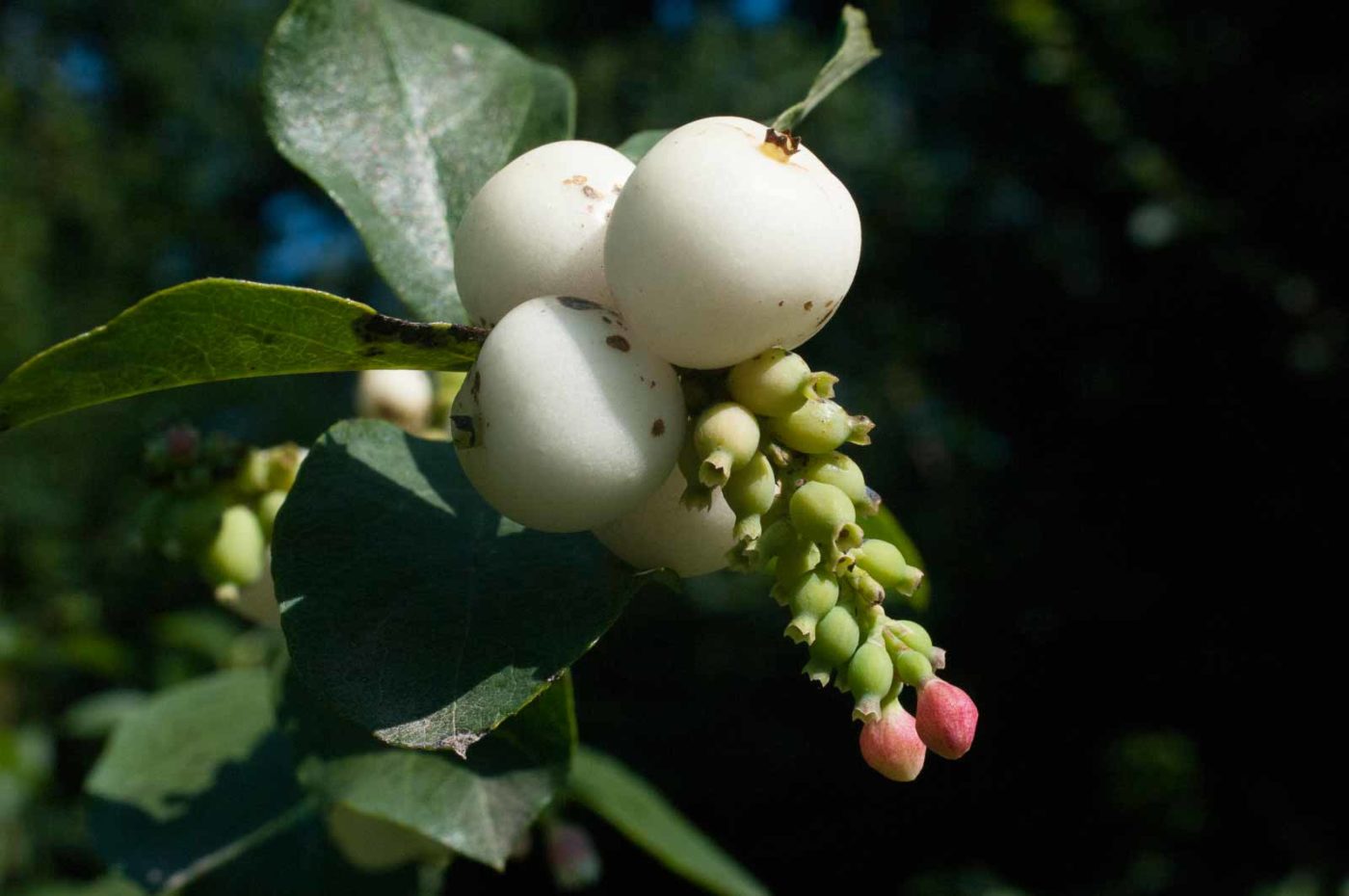 2016-08-28 - LSG Vossnacken Herne