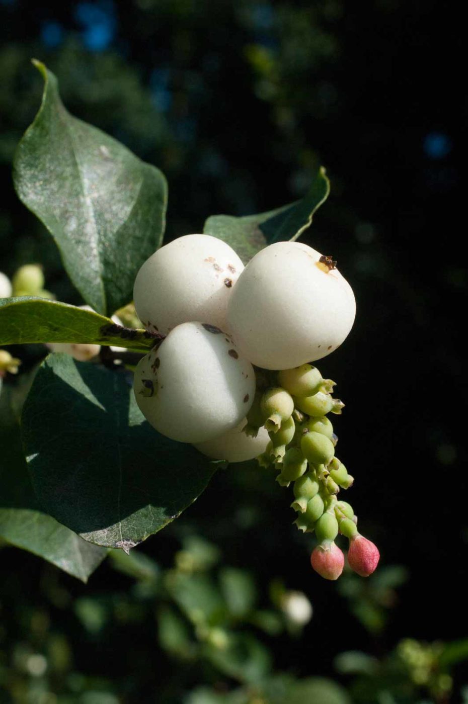 2016-08-28 - LSG Vossnacken Herne