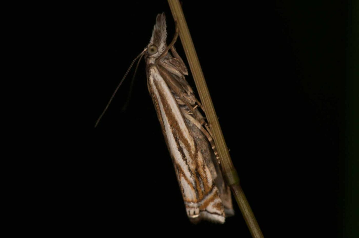 2018-06-04 - NSG Bergehalde Unser-Fritz