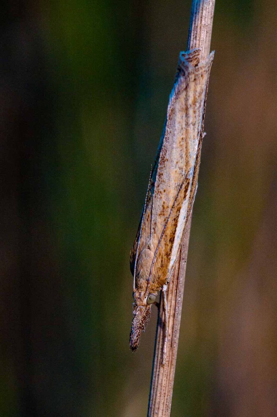 2018-08-28 - EmscherValleyWay Recklinghausen