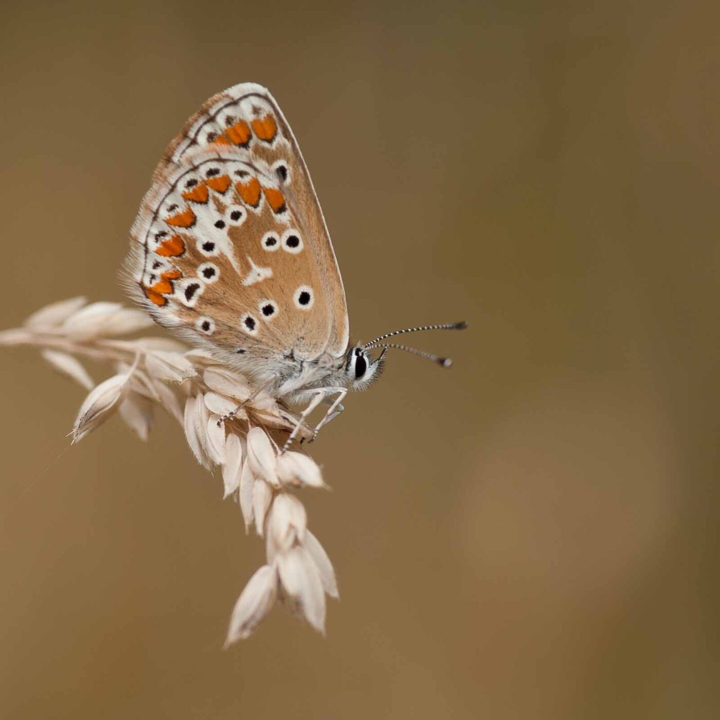 2019-07-14 - NSG Hürfeldhalde Dorsten