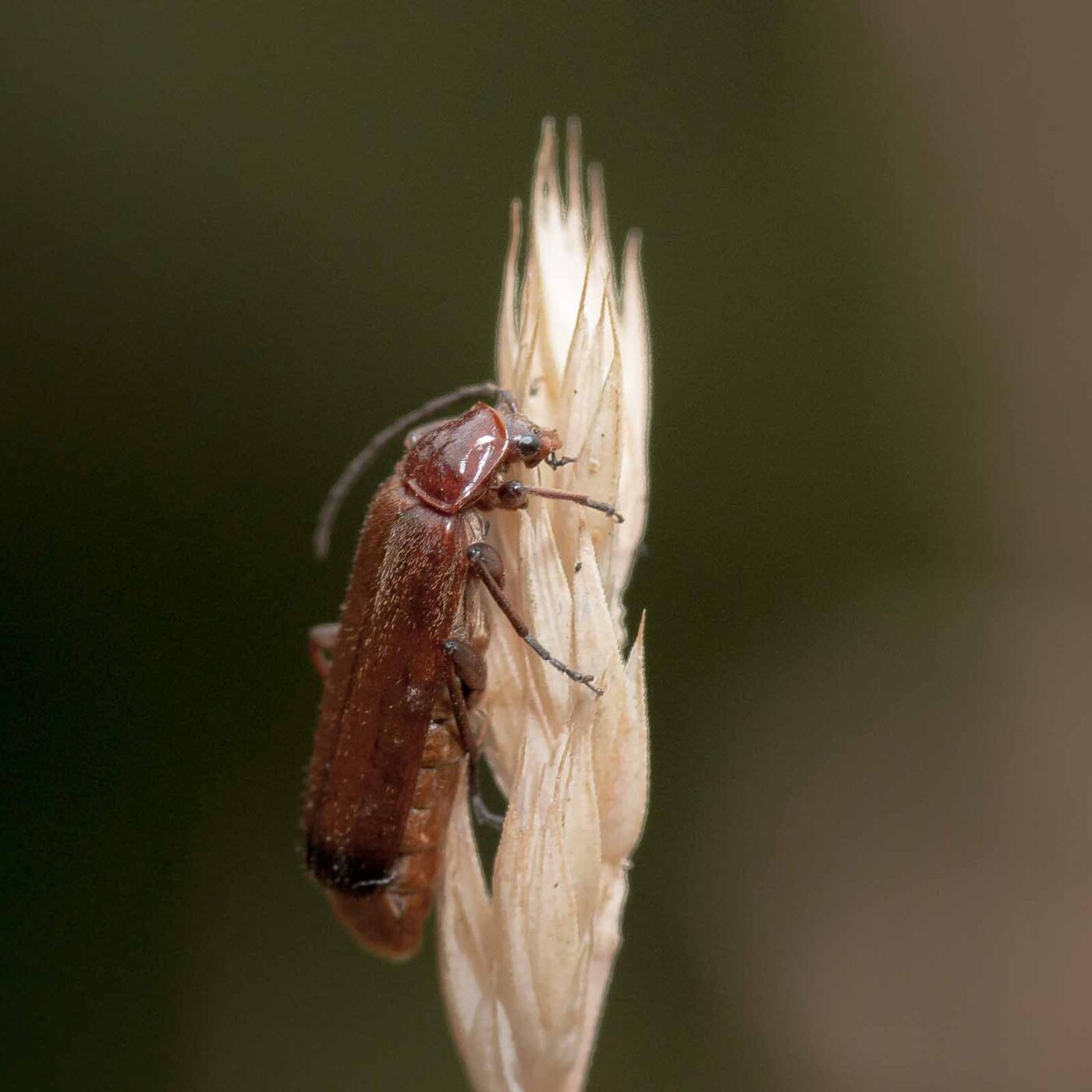 2019-07-14 - NSG Hürfeldhalde Dorsten