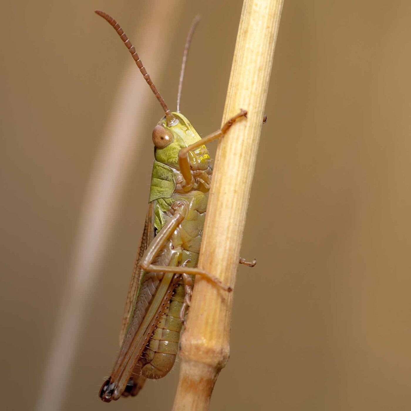 2019-07-14 - NSG Hürfeldhalde Dorsten