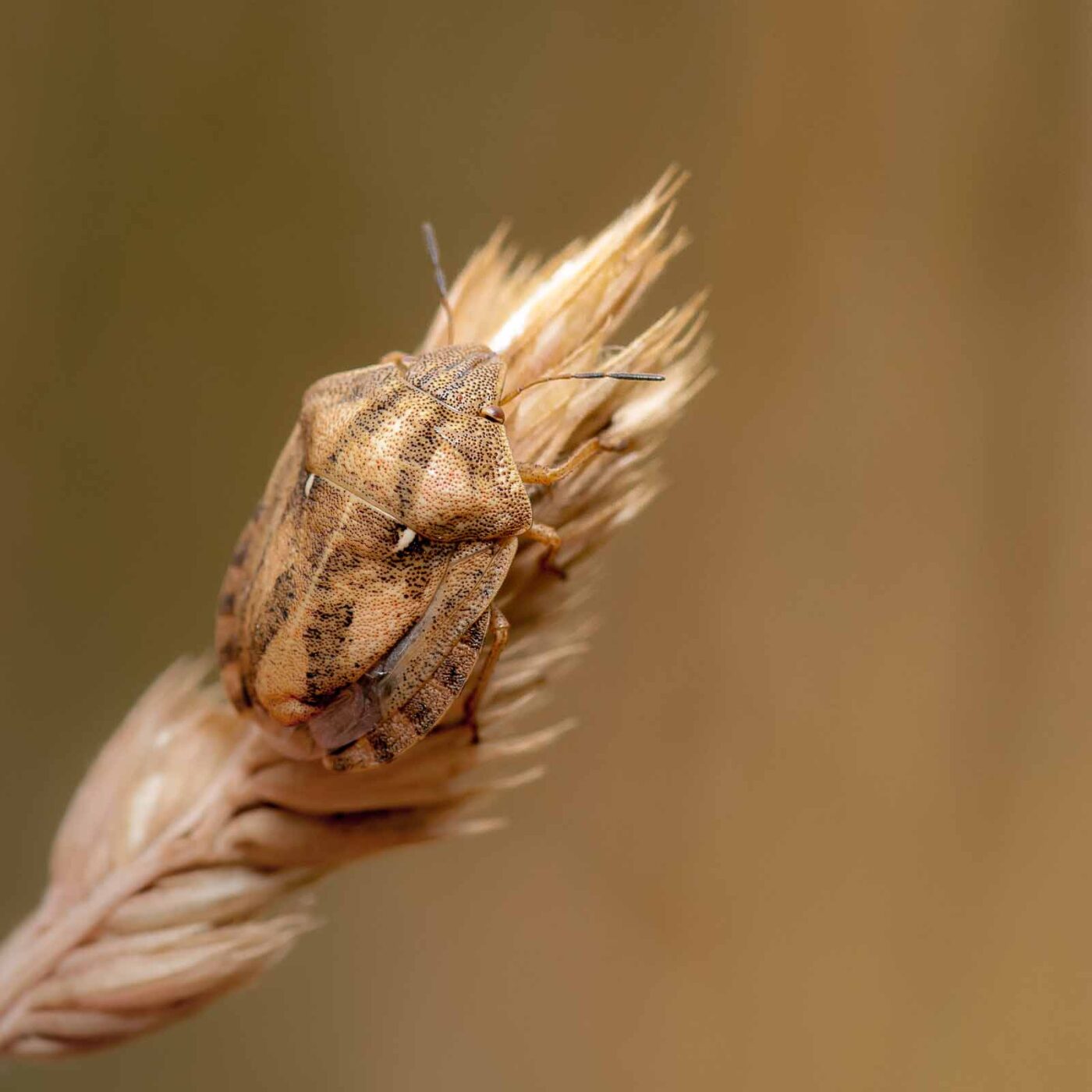 2019-07-14 - NSG Hürfeldhalde Dorsten