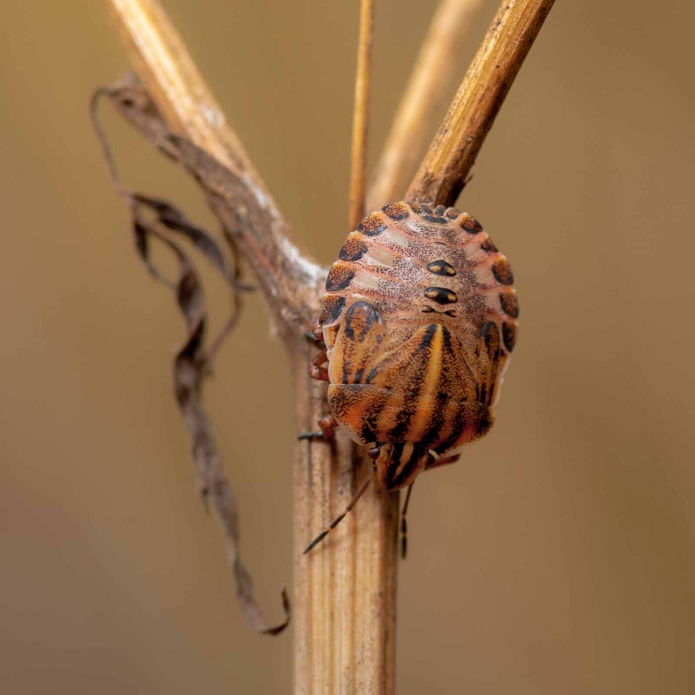 2019-07-14 - NSG Hürfeldhalde Dorsten