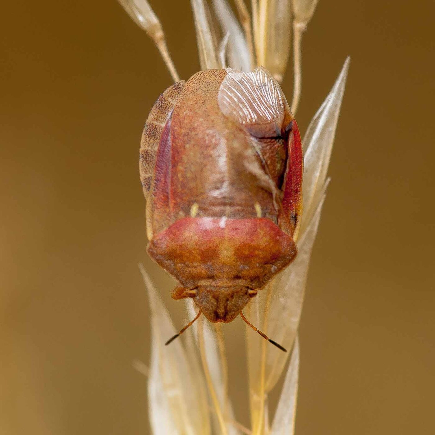 2019-07-14 - NSG Hürfeldhalde Dorsten