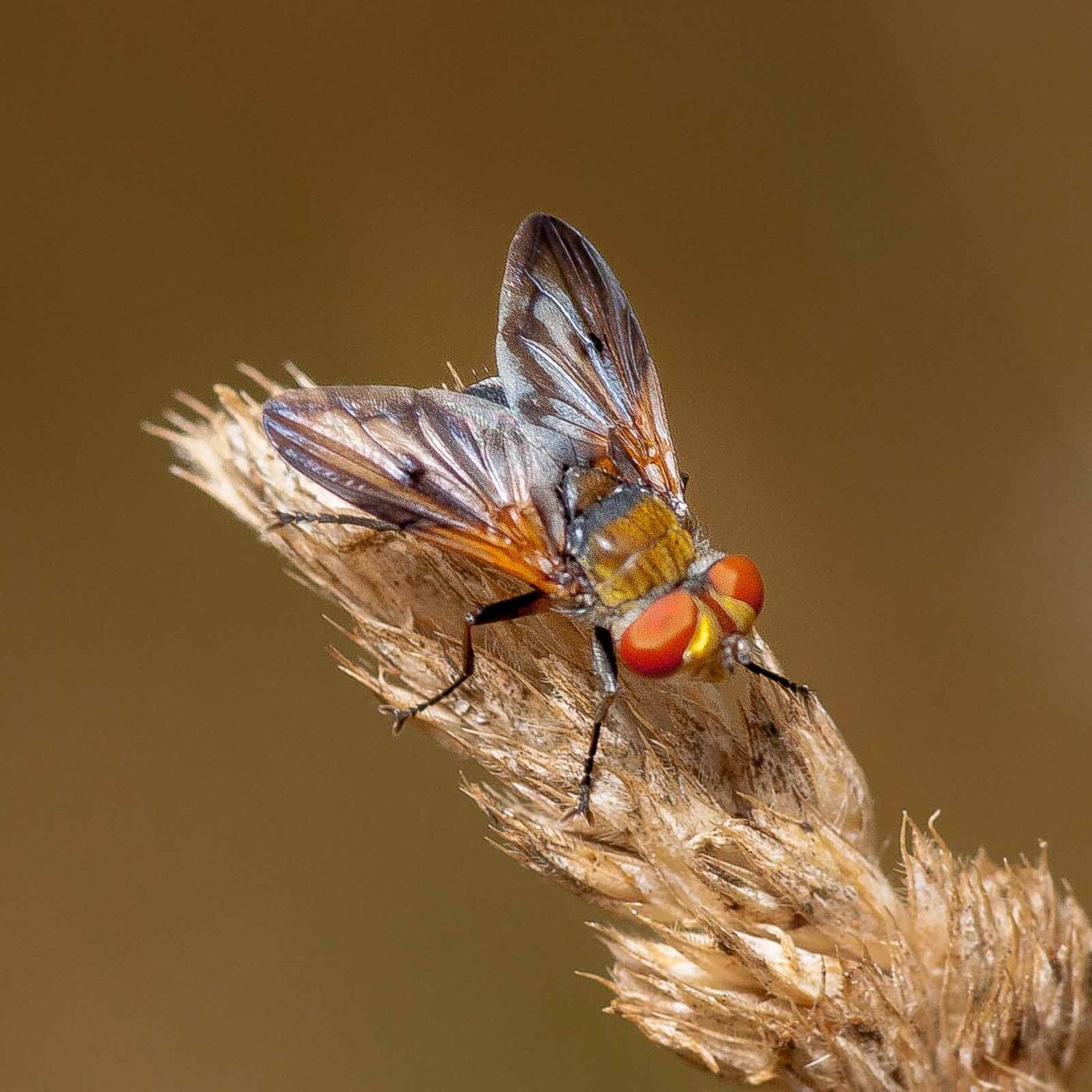 2019-07-14 - NSG Hürfeldhalde Dorsten