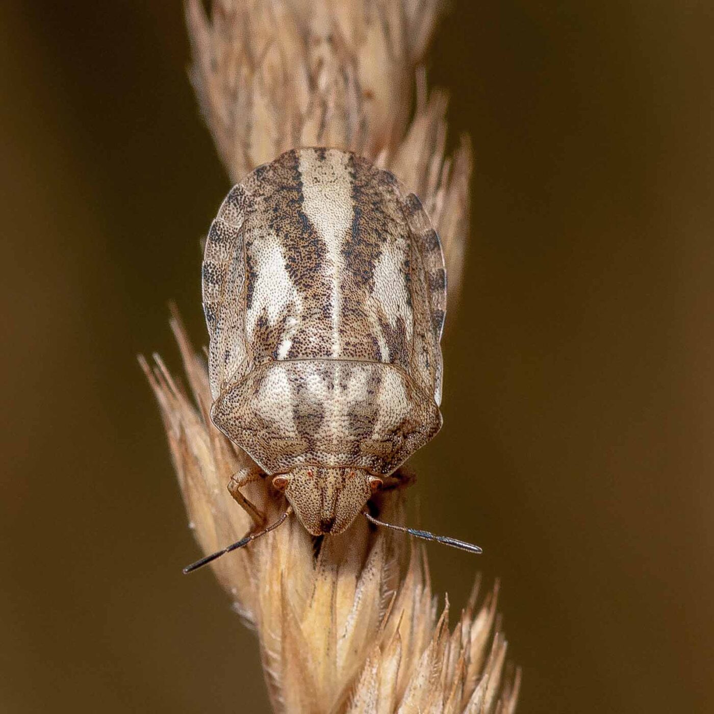 2019-07-14 - NSG Hürfeldhalde Dorsten