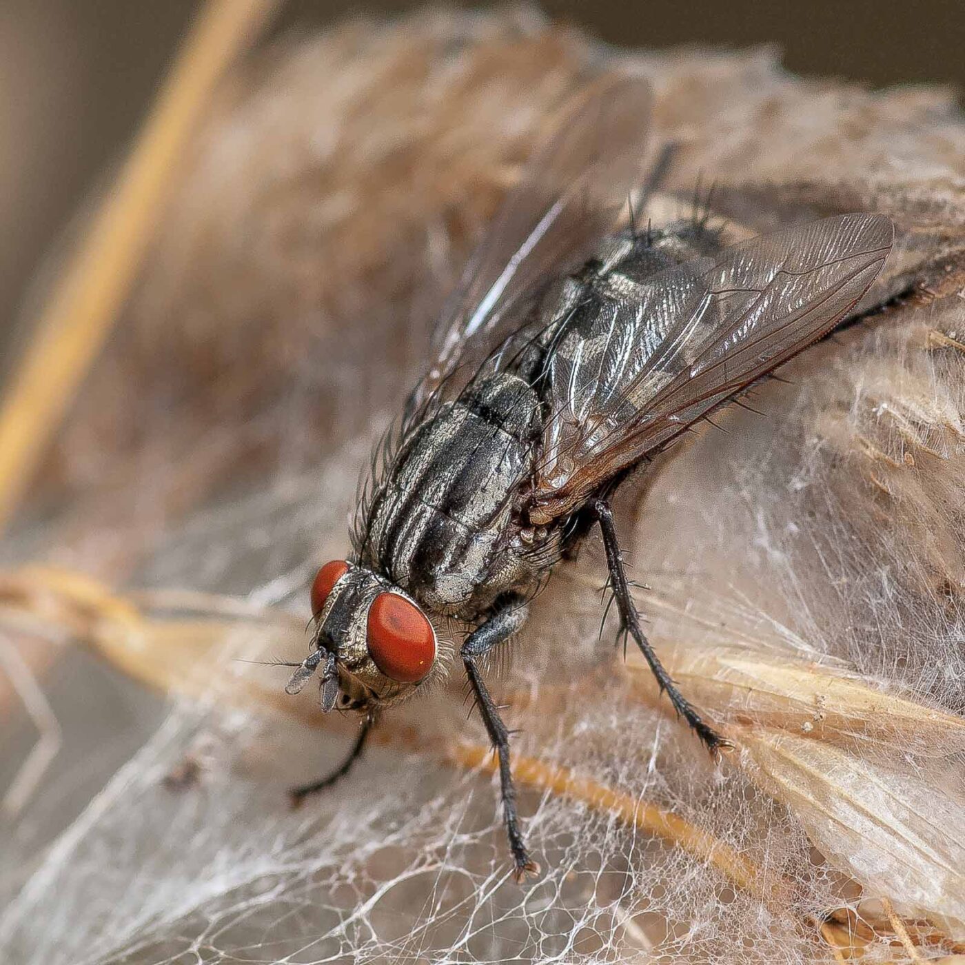 2019-07-14 - NSG Hürfeldhalde Dorsten