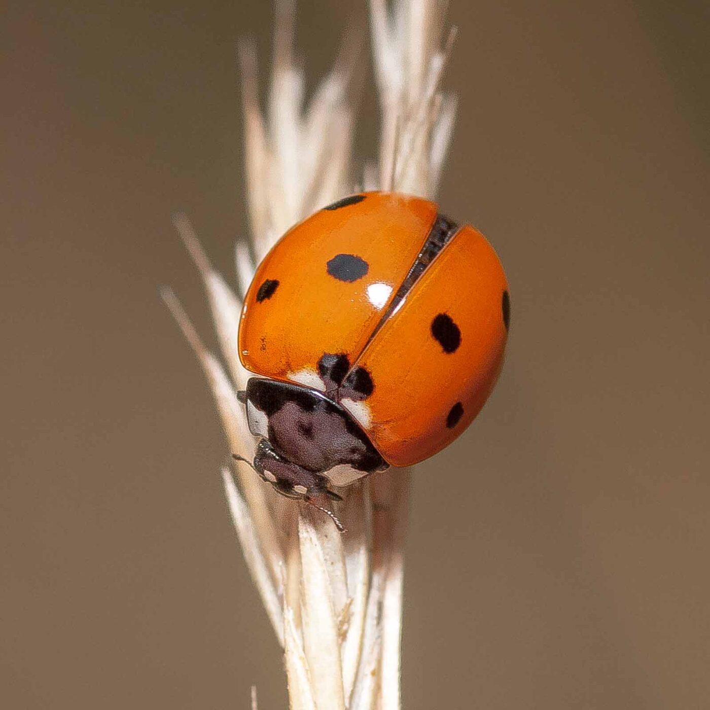 2019-07-14 - NSG Hürfeldhalde Dorsten