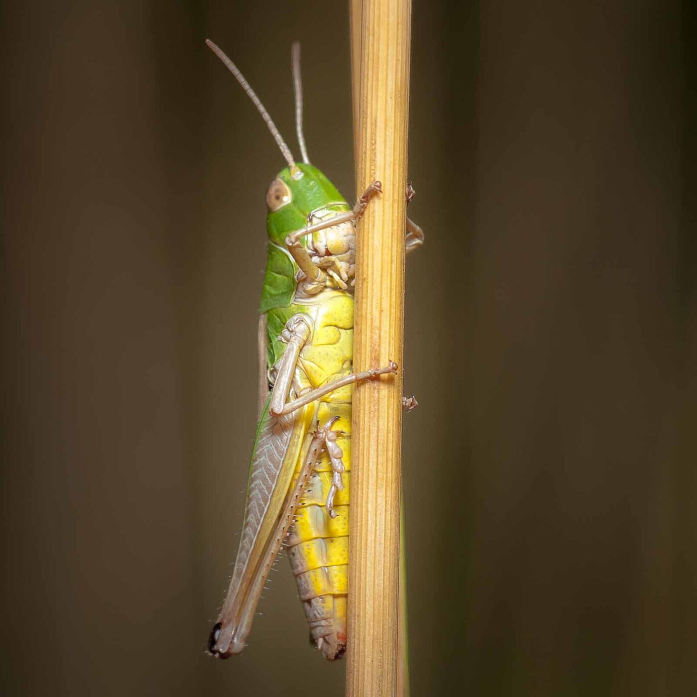 2019-07-14 - NSG Hürfeldhalde Dorsten