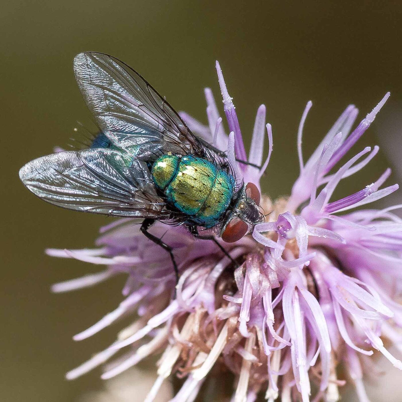 2019-07-14 - NSG Hürfeldhalde Dorsten